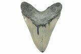 Serrated, Fossil Megalodon Tooth - North Carolina #274753-2